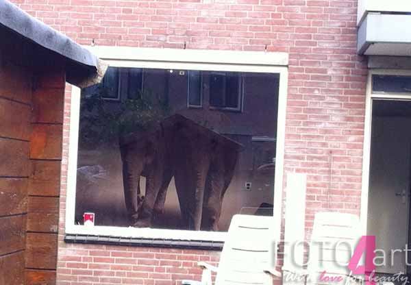 Fotobehang Paar van olifanten in beweging