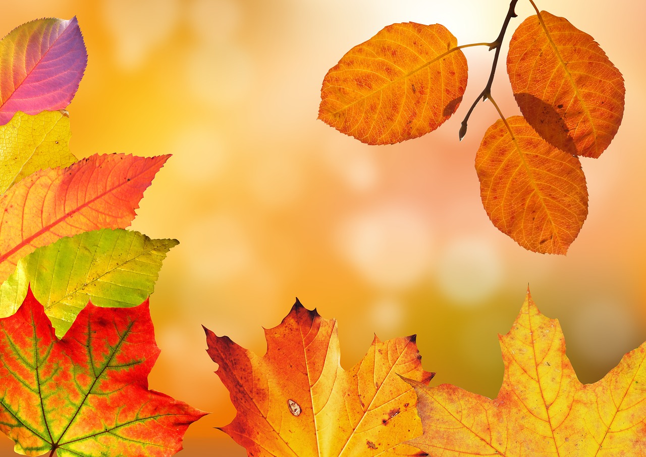 Stilleven met kleurrijke herfstbladeren.