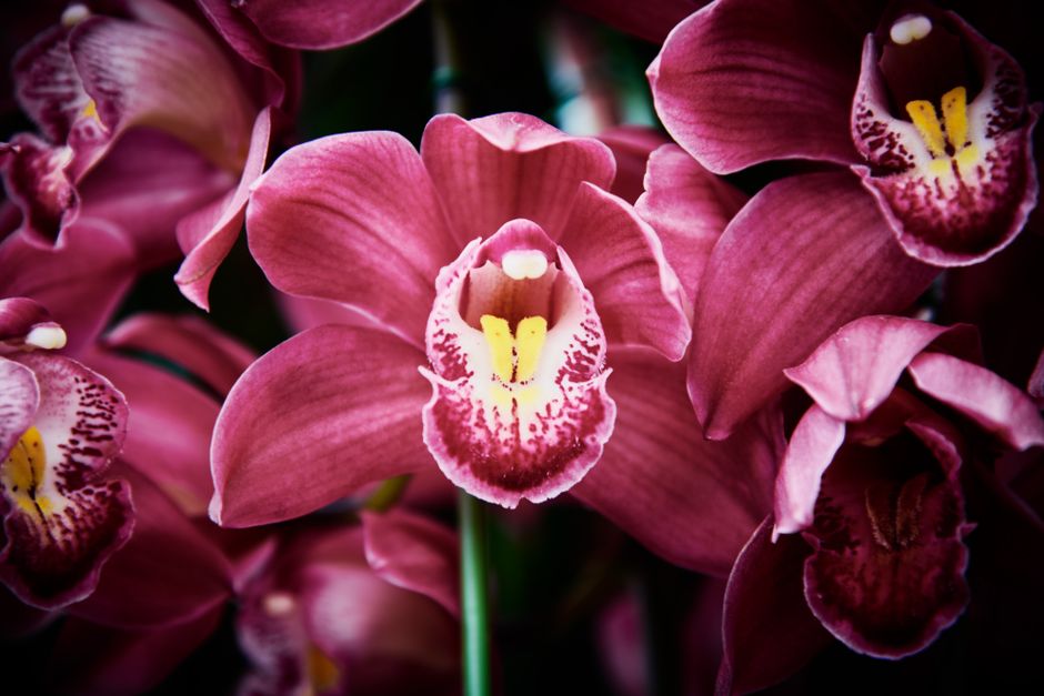 Subtiele herfstkleur posters met orchideeën op muur. Subtiele herfstkleur posters met orchideeën op muur.